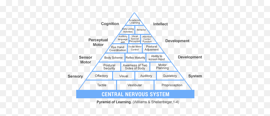 Sensory Integration Inclusive - Brain Development Pyramid Emoji,Sensory Emotions