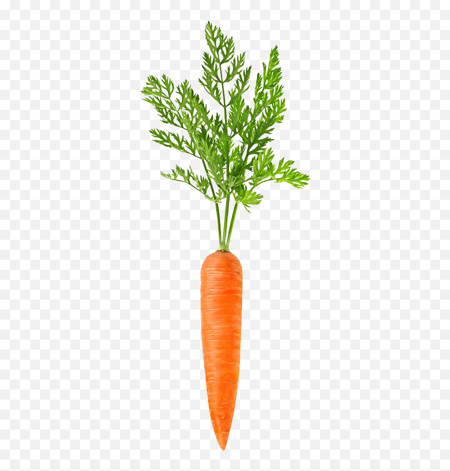Download Carrot Free Transparent Image Hd Clipart Png Free - Carrot With Leaves Emoji,Carrot Nose Emoticon