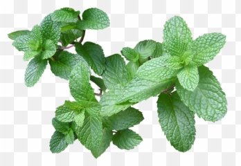 Mint Leaves Sticker - Menthol Products Emoji,Peppermint Emoji