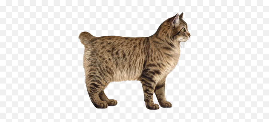 American Bobtail Facts - Wisdom Panel Cat Breeds Emoji,Tails Emotions