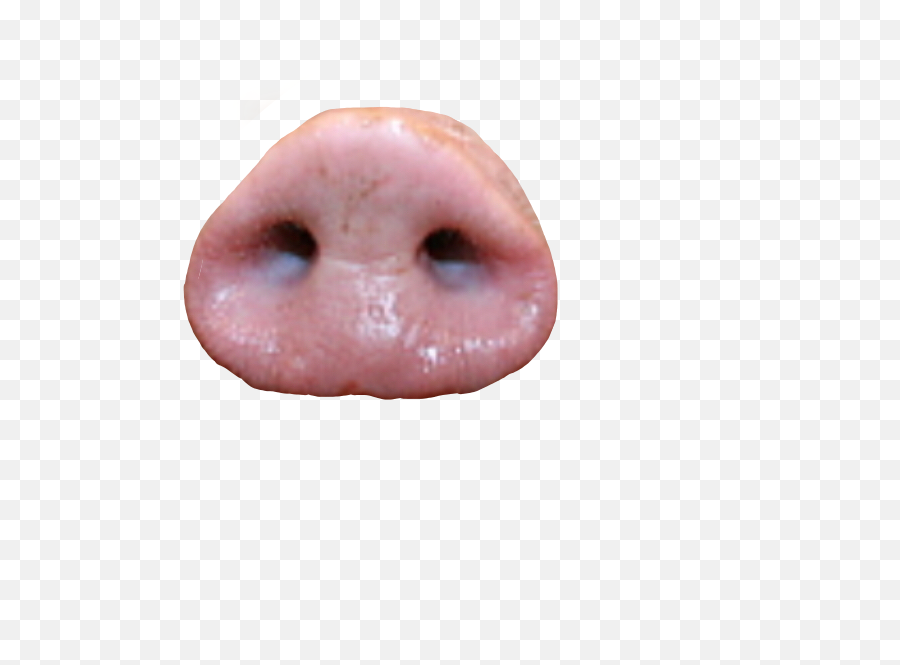 Pig Snout Png Hd Png - Real Pig Nose Png Emoji,Pig Nose Emoji