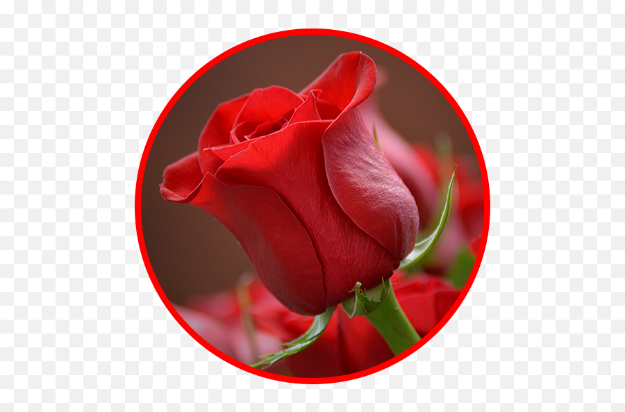 Flowers And Roses Animated Images Gif - Apps On Google Play Red Rose Imageslove Hd Emoji,Bouquet Of Flowers Emoji