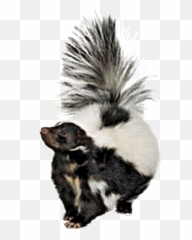 Skunk Sticker - Skunk Png Emoji,New Emojis Skunk