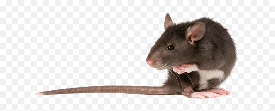 Png Images Rat And Mouse - Rat Png Emoji,Rat Faces Emotions
