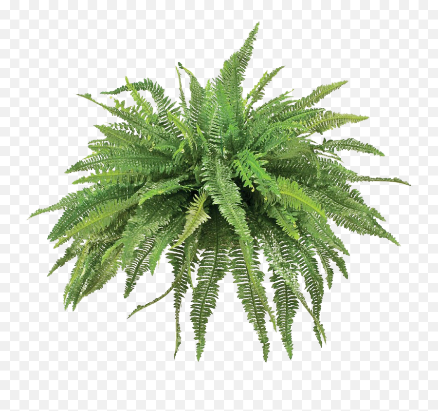 Plant Texture Png - 24 Images About Plants On We Heart Transparent Fern Png Emoji,Fern Emoji