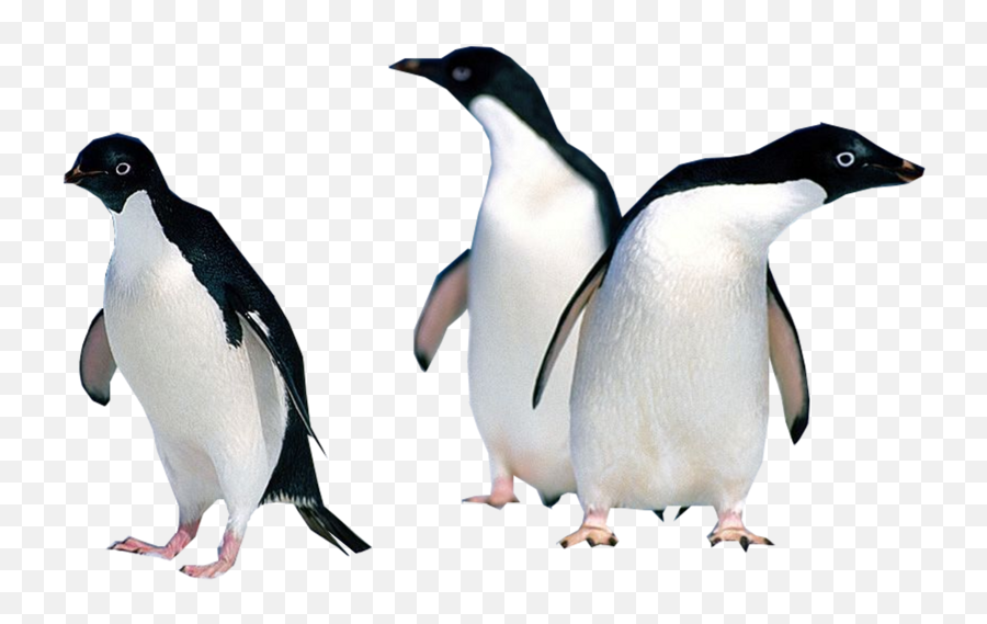 Penguins Psd Official Psds - Penguin Psd Emoji,Penguins Cute Emoji