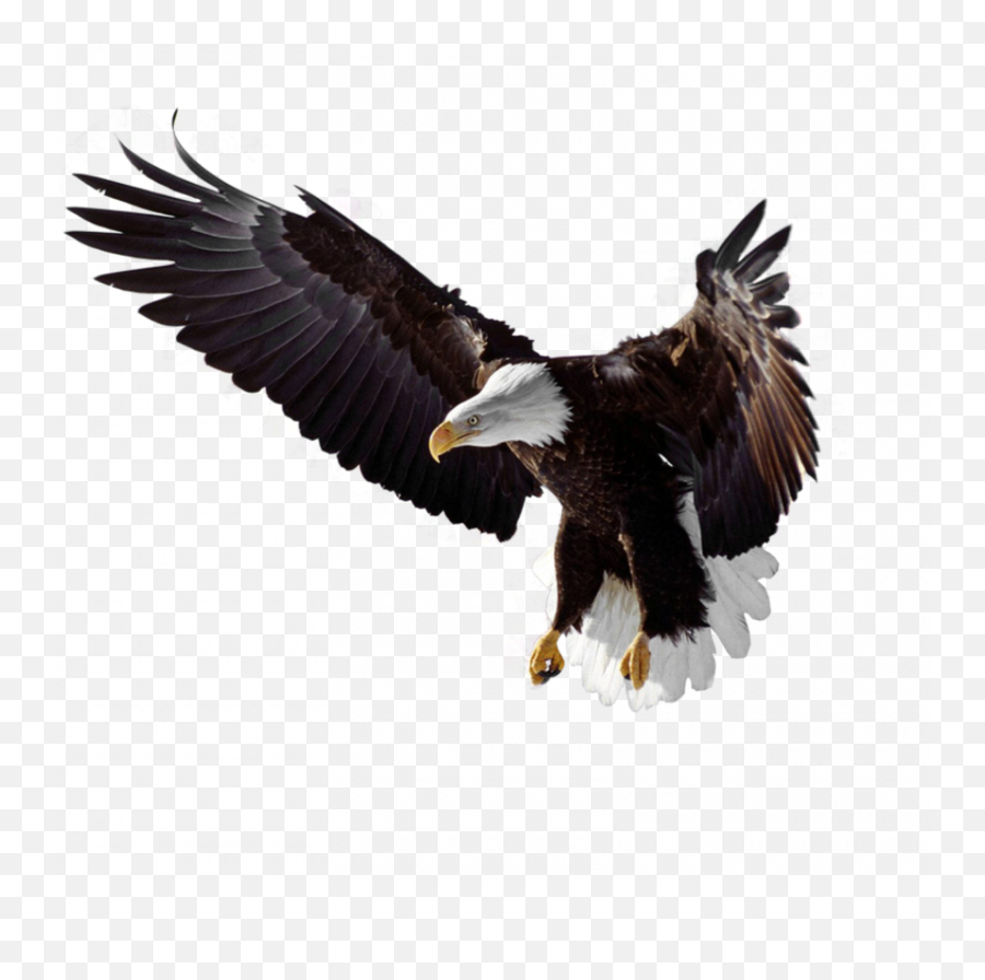 Flying Eagle Transparent Png Full Hd - 2021 Full Hd Emoji,Fly Emoji Transparent Background