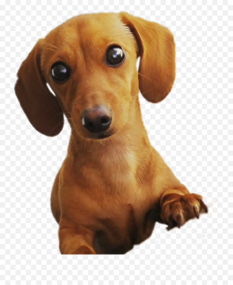 The Most Edited Teckel Picsart - Soft Emoji,Weenie Dog Emoji