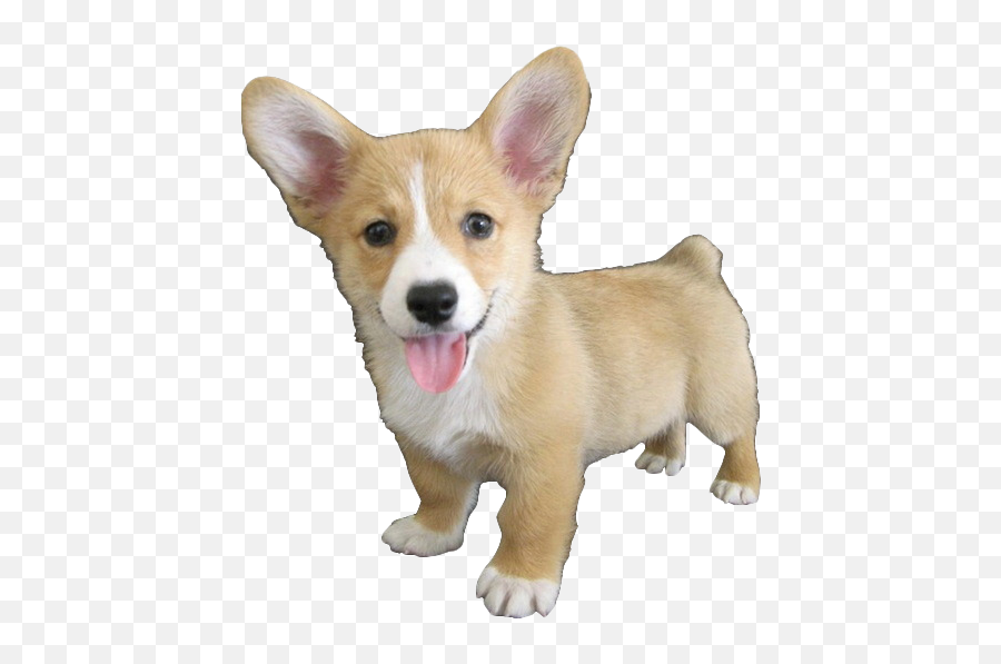 Cute Corgi Dog Png Hd Png Mart Emoji,Corgi Emojis