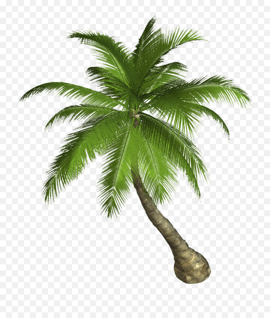 Palm Tree - Transparent Palm Trees Png Emoji,Palm Tree Emoji