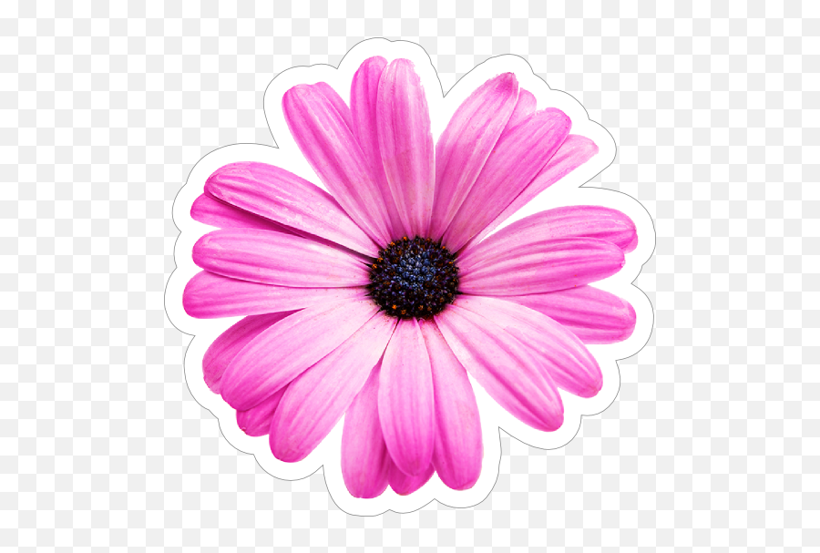 Purple Daisy Flower Sticker - Daisy Flower Sticker Png Emoji,Chrysanthemum Emoji
