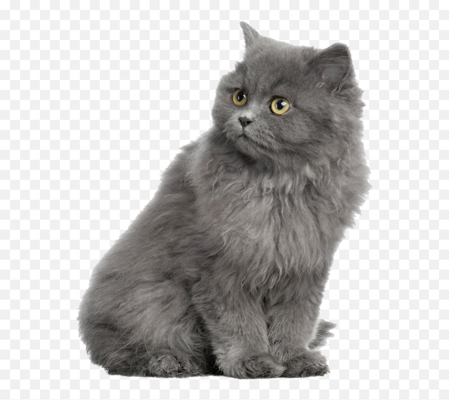 Download Gray Horse Shorthair Dog - Grey Persian Cat Png Emoji,Grey Kitty Emoticon In Android
