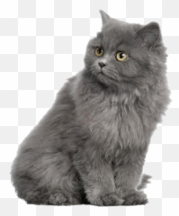Download Gray Horse Shorthair Dog - Grey Persian Cat Png Emoji,Grey Kitty Emoticon In Android