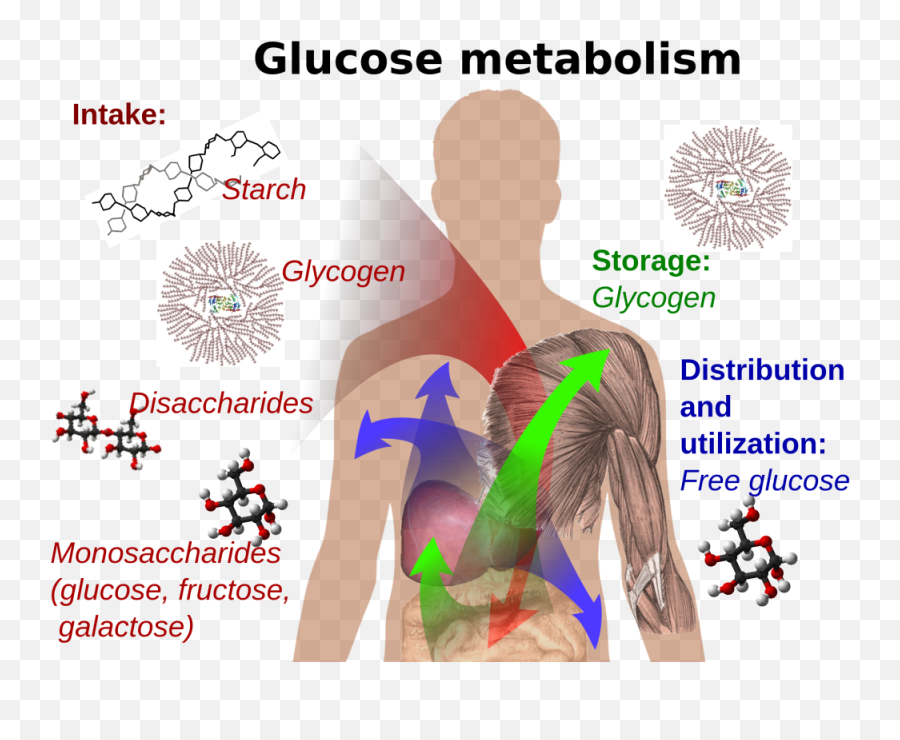 Is The Brain Fueled - Stress Diabetes Emoji,Emotions Stored In Fat Cells And Muscles