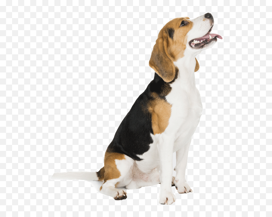 Obedience Training - Dog Looking Up Png Hd Emoji,Emoticon Long Blonde Haired Girl With Beagle Dog