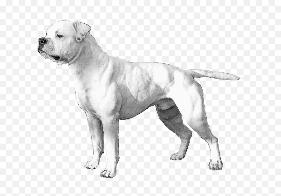 September 2020 - Guard Dog Emoji,English Bulldog Emoji