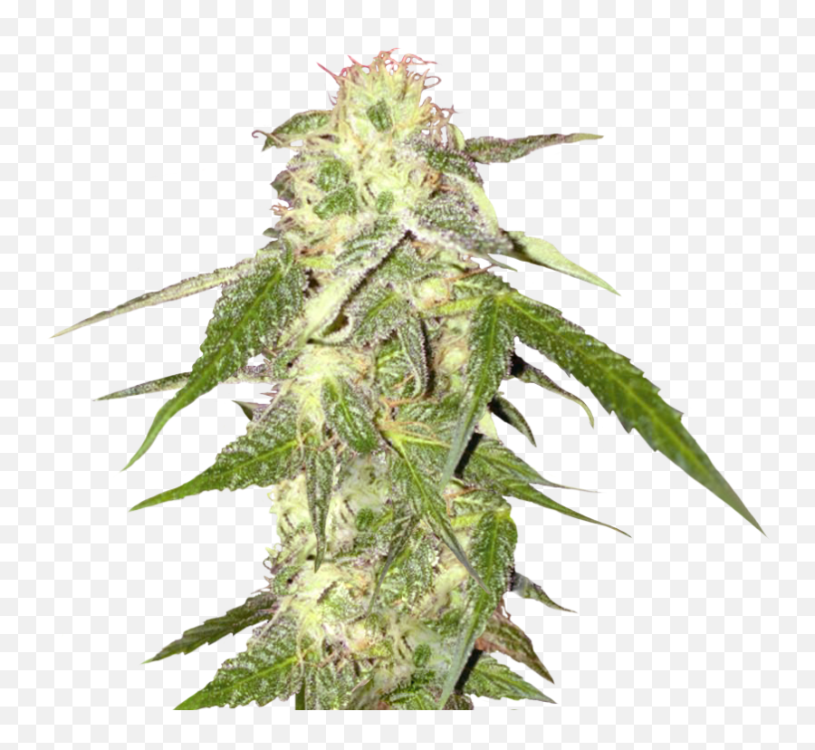 Cannabis Png Resolution846x967 Transparent Png Image - Imgspng Emoji,Cannabis Emoji