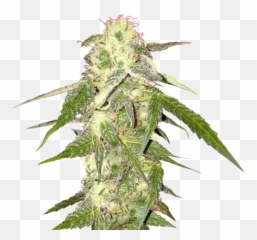 Cannabis Png Resolution846x967 Transparent Png Image - Imgspng Emoji,Cannabis Emoji