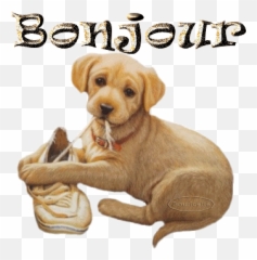Le Chien À Moto Gif - Gif Animé Chien Bonjour Emoji,Animed Bass Fishing Emoticon