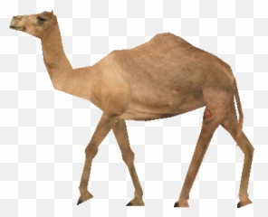 Committed - Animated Egypt Camel Gif Emoji,Humping Emojis Gif