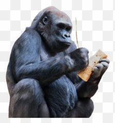 Free Photo Tool Monkey Gorilla Mountain - Gorilas Png Emoji,Gorrilla Emotions