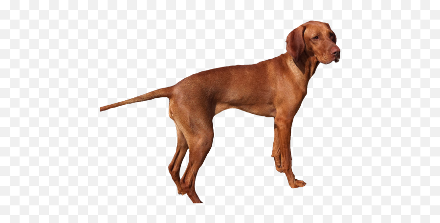 Free Photos Dear Search Download - Needpixcom Dog Realistic Clipart Emoji,Weenie Dog Emoji