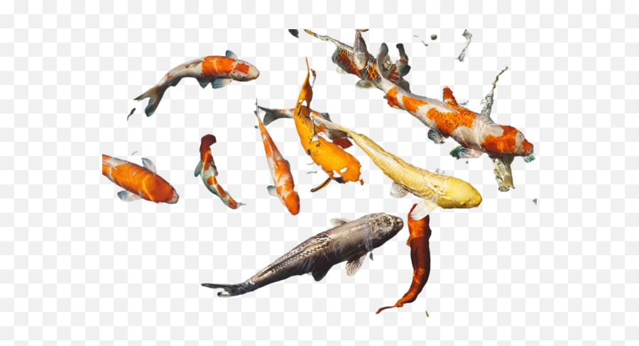 Feast Png Images Download Feast Png Transparent Image With Emoji,Koi Fish Emoticon