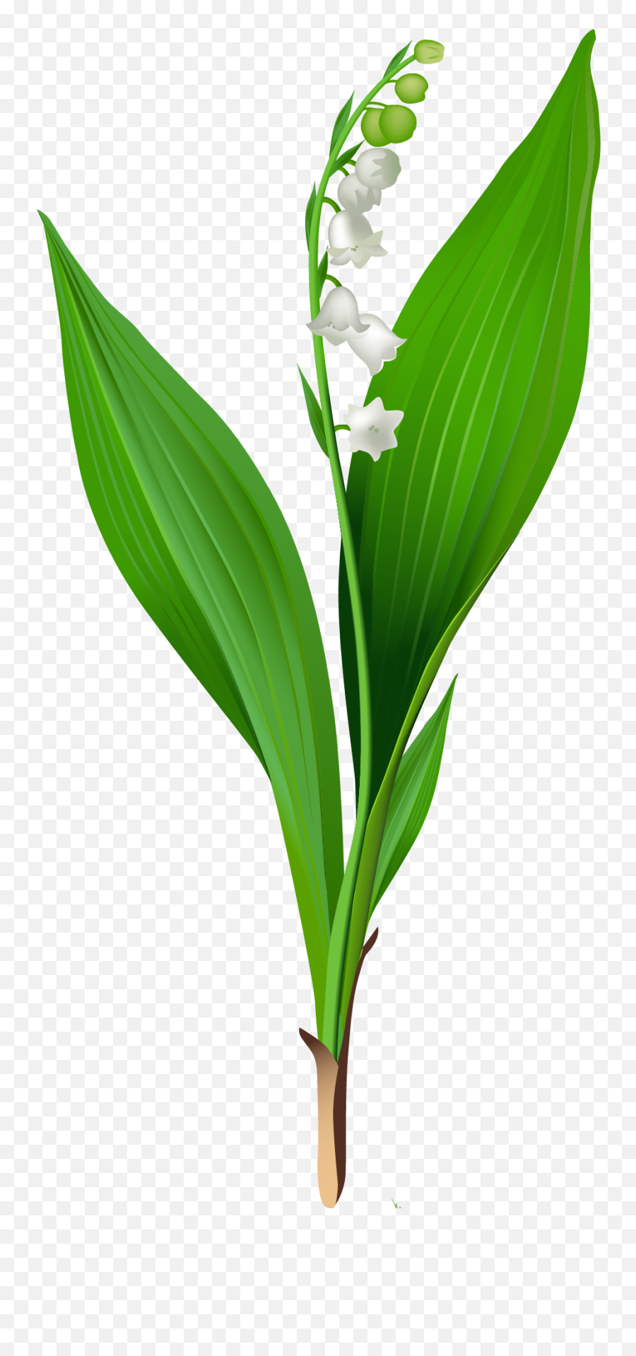 Flowers For U003e Lily Of The Valley Clip Art - Lily Of The Flower Transparent Lily Of The Valley Emoji,Lilly Emoji