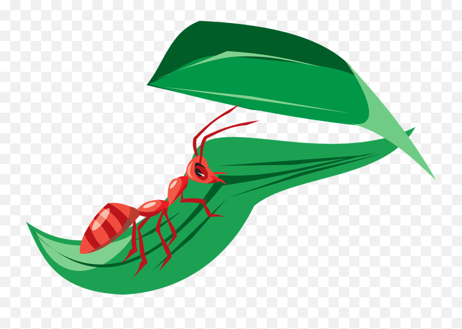 Ant Red Leaf Clipart - Full Size Clipart 2969900 Pinclipart Ant On A Leaf Cartoon Emoji,Red Leaf Emoji
