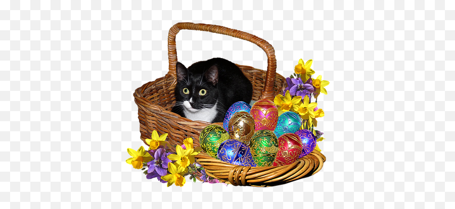 50 Free Easter Cat U0026 Easter Photos - Pixabay Emoji,Emotion Pets Cherry The Cat