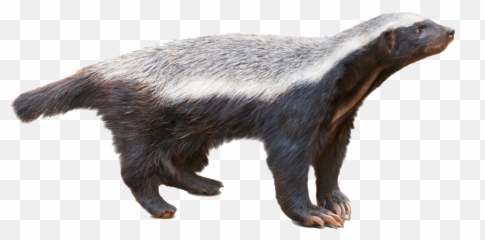 1440x749 - Honey Badger Png Emoji,Honey Badger Emoji