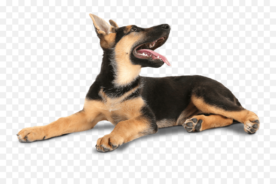 About Us - German Shepherd Looking Png Emoji,How To Tell German Shepherds Emotions By Their Ears