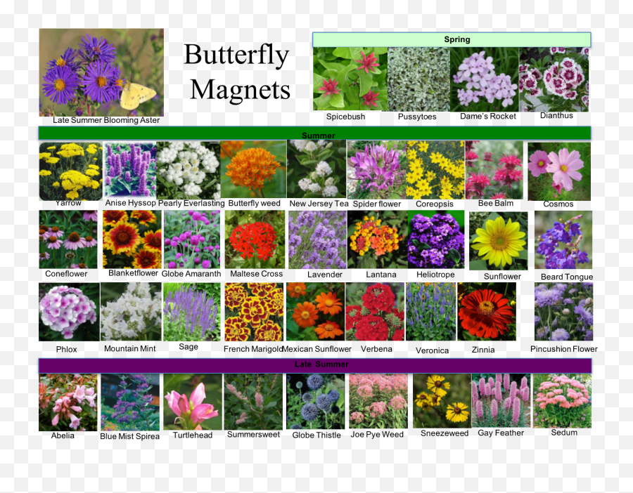 Butterfly Gardening Basics - Butterfly Friendly Plants Emoji,Picture Of Sweet Emotion Abelia In Garden