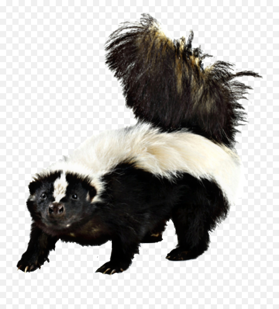 The Most Edited - Striped Skunk Skunk Wallpaper Hd Emoji,New Emojis Skunk