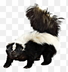 The Most Edited - Striped Skunk Skunk Wallpaper Hd Emoji,New Emojis Skunk