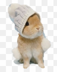 Easter Bunny Sticker Challenge On Picsart Emoji,Minilop Bunny Emotions