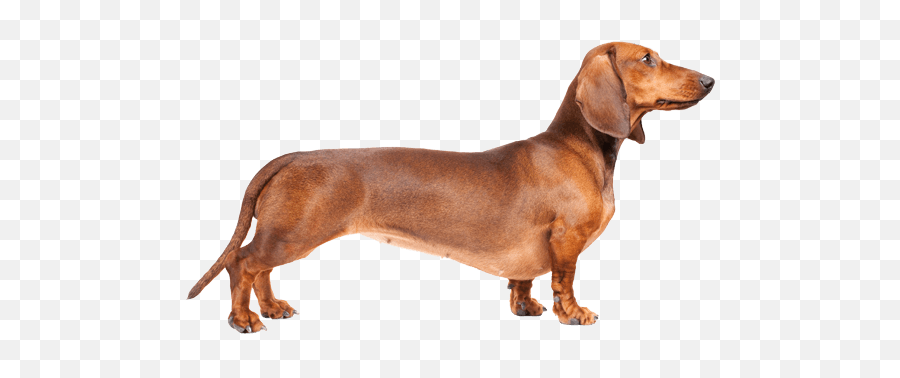 Dachshund Clipart Dotson Dachshund Dotson Transparent Free - Dunchand Dog Emoji,Weenie Dog Emoji