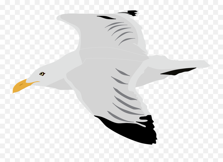 Seagull Gull Bird - Free Vector Graphic On Pixabay Emoji,Birtd Emoji