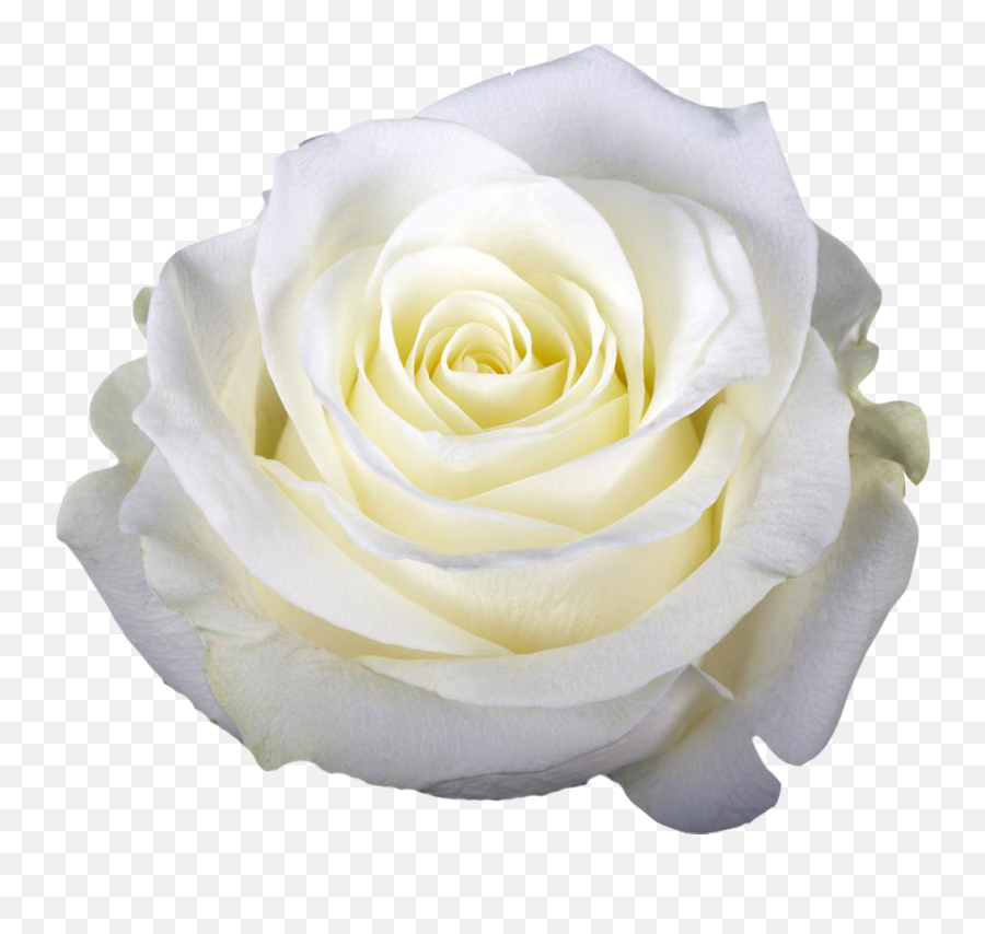 Venusian Rose Healing - Flower White Roses Emoji,Deep Emotions Roses