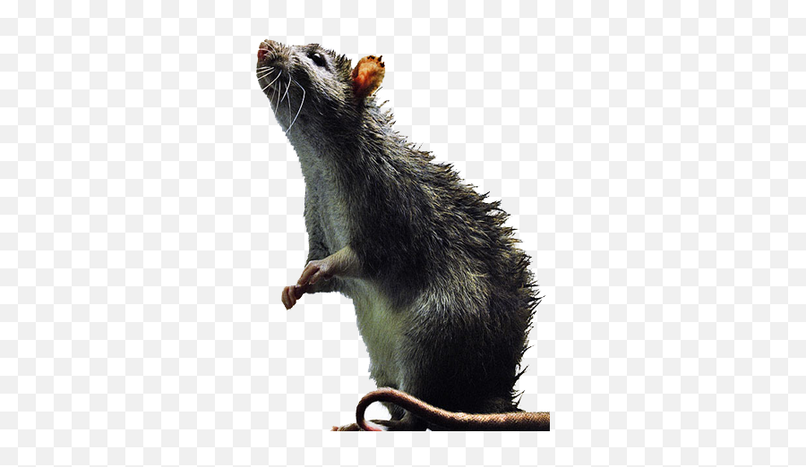 Fort Worth Rapid Rodent Removal - Stand Up Rat Emoji,Rat Faces Emotions