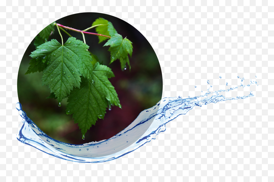 Water Distillers For Rving Lakeshore Rv Blog Emoji,What Does Maple Leaf And Wheel Emoji Mean