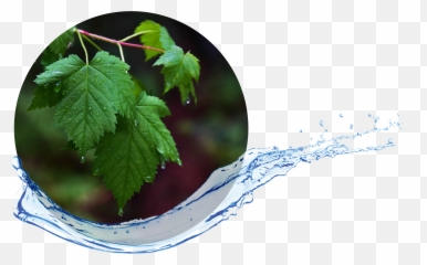 Water Distillers For Rving Lakeshore Rv Blog Emoji,What Does Maple Leaf And Wheel Emoji Mean