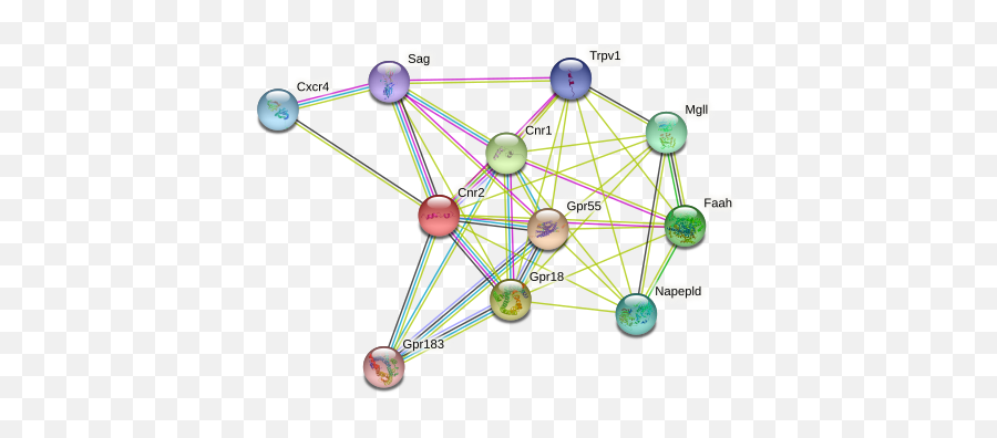 Cnr2 Protein Mouse - String Interaction Network Emoji,Striatum And Emotions