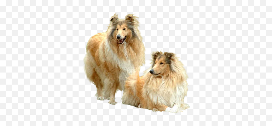 Two Collie Dogs Png Official Psds - Chien Sur Fond Blanc Emoji,Collie Emoji