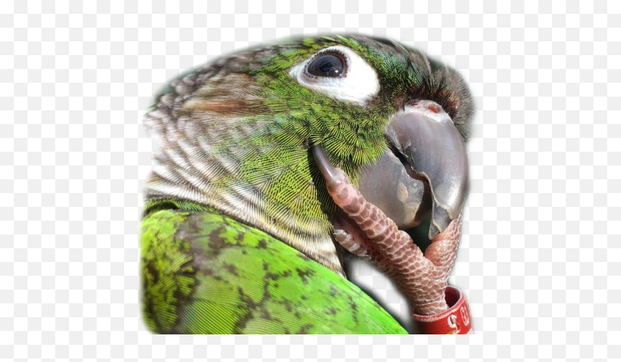 The Most Edited Pensativo Picsart - Internet Meme Emoji,Parrot Emojis