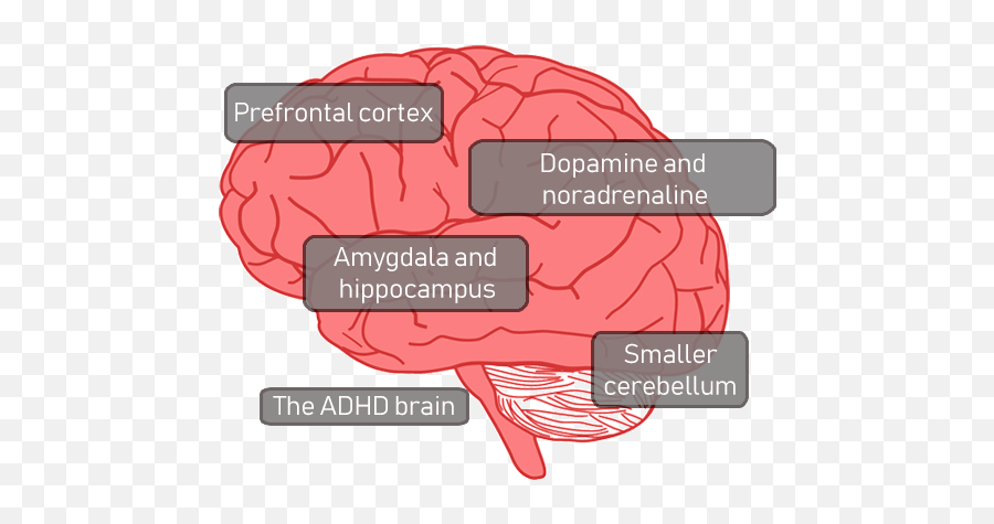 Understanding Adhd - Brain Dopamine And Noradrenaline Emoji,Amygdala Emotions