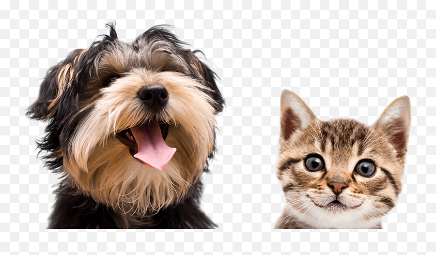 Pet Photography Editing And Retouching Services Animal - Fleas And Ticks Cats And Dogs Emoji,Animal Emotion Quotes