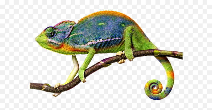 Picsart - Chameleon On A Stick Emoji,Cameleon Emoji