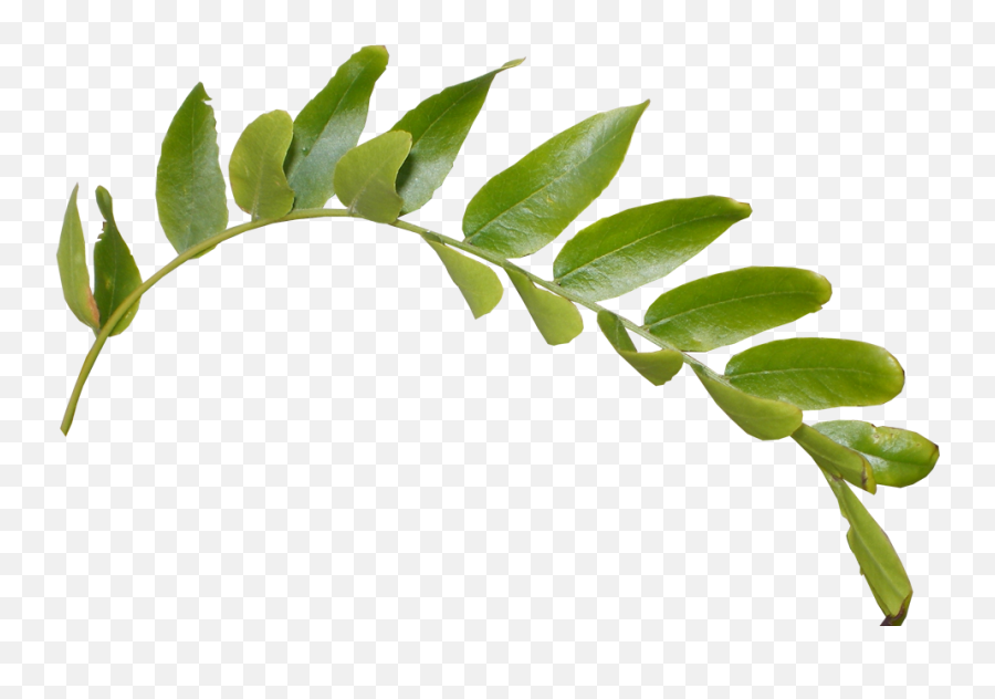Leavespng 1 Png Image - Transparent Background Leaf Branch Png Emoji,What Does The Leafe Emoji Mean
