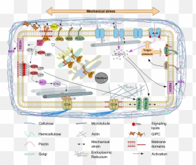 The Plasma Membrane - Dot Emoji,Tiopical Relation Between Words And Emotions